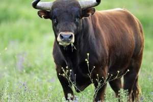 В кубана пиян мъж открадна бик от жена